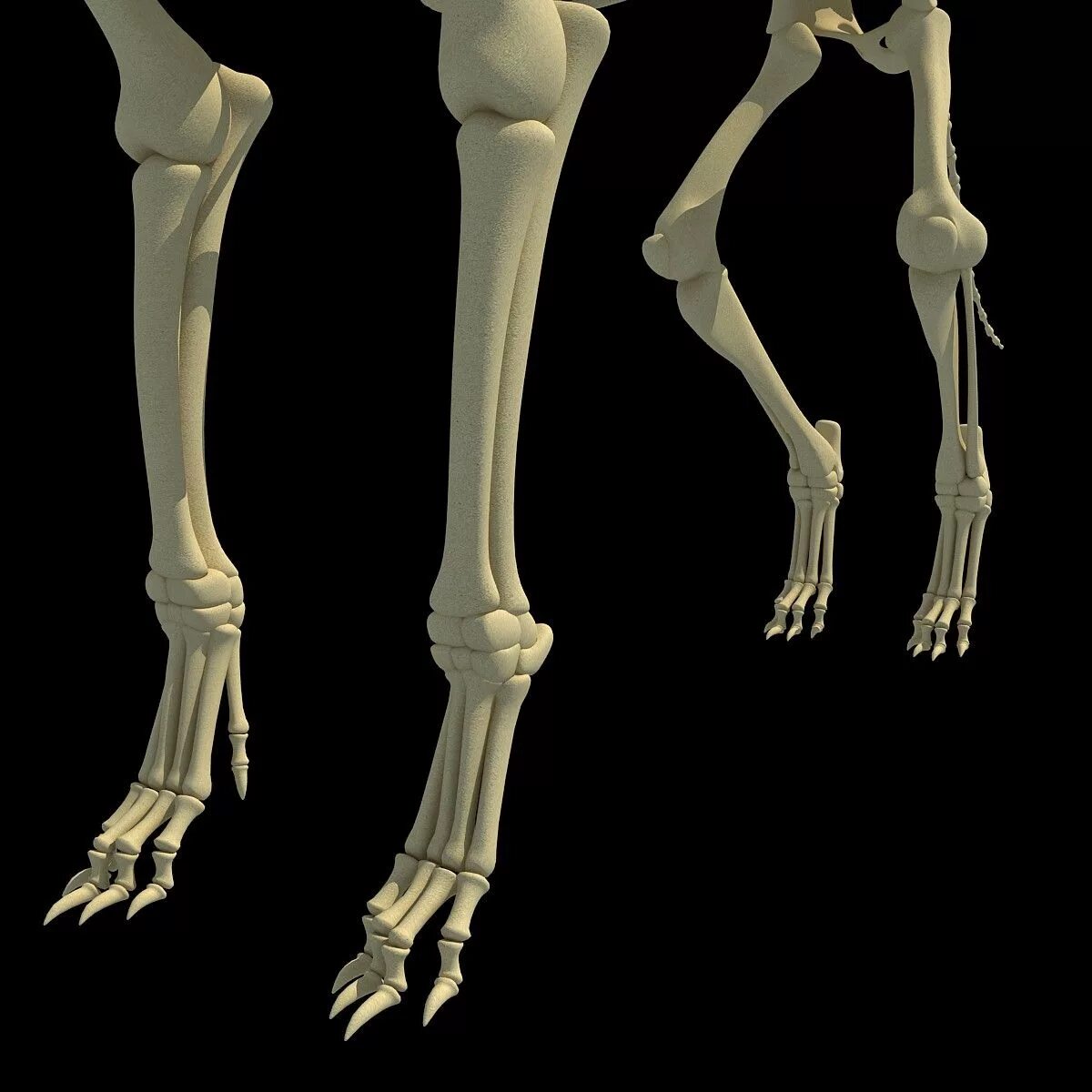 Кости передней лапы собаки. Кости задней конечности. Скелет ноги собаки.