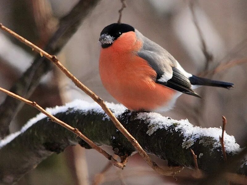 Снегири некоторые виды синиц. Синичка лазоревка. Лазоревка зимующая птица. Снегирь и синица. Снегири некоторые виды синиц.