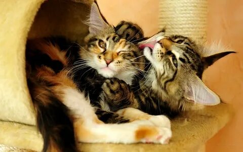 Row cats