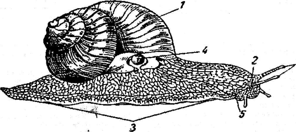 Виноградная улитка мантия. Строение улитки ахатины. Строение виноградной улитки. Внешнее строение виноградной улитки. Тело виноградной улитки