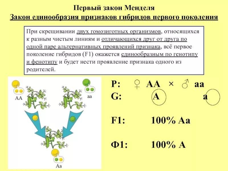 Моногибридное скрещивание двух гетерозиготных растений