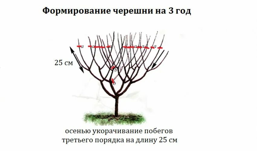 Как обрезать черешню осенью и формировать