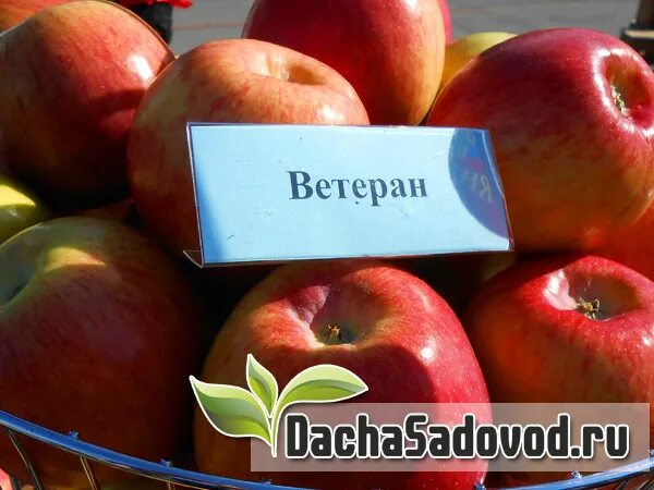 Сорт яблони ветеран. Сорт яблок ветеран. ветеран яблоня описание. сорт яблок ветеран фото.