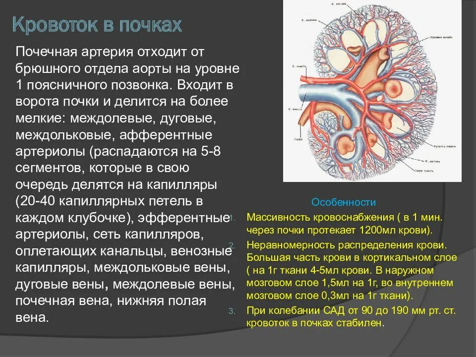 Кровоснабжение почки Вена. Почечная артерия и почечная Вена. Артерия и вена почки