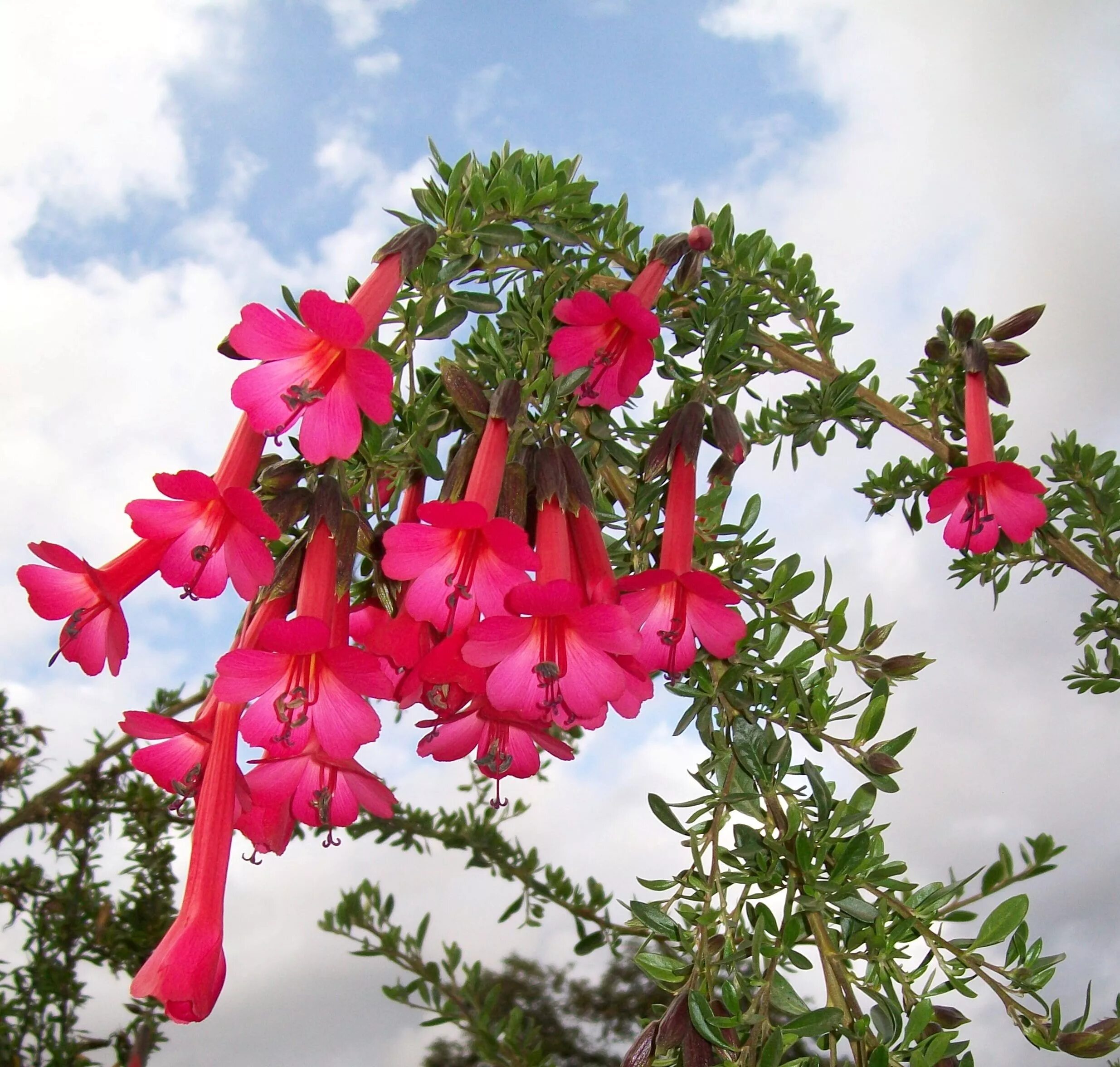 Цветы перу. Cantua buxifolia. кантута цветок. кантута перу. перуанские цветы.