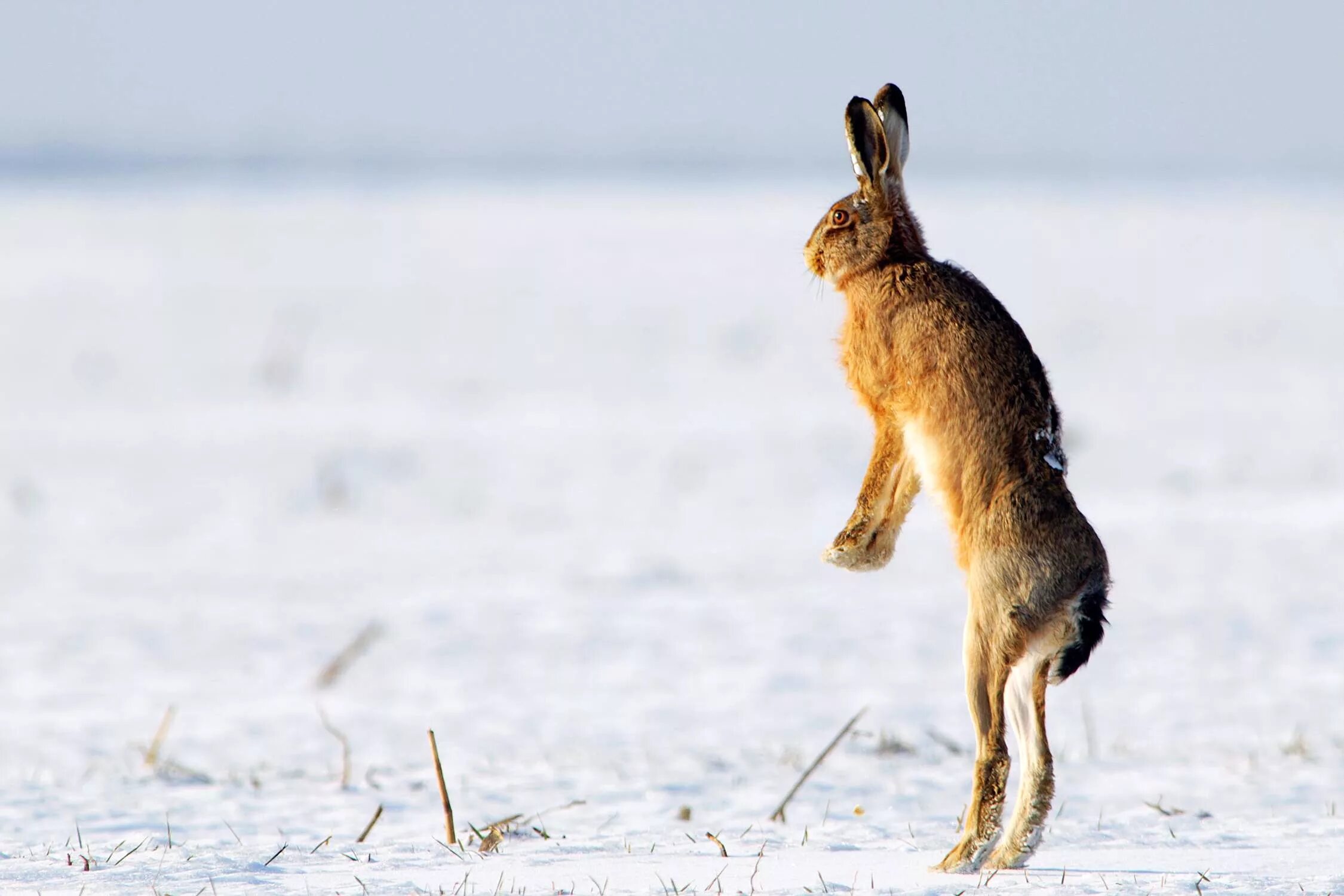 Заяц Русак (Lepus europaeus). Заяц Русак на задних лапах.