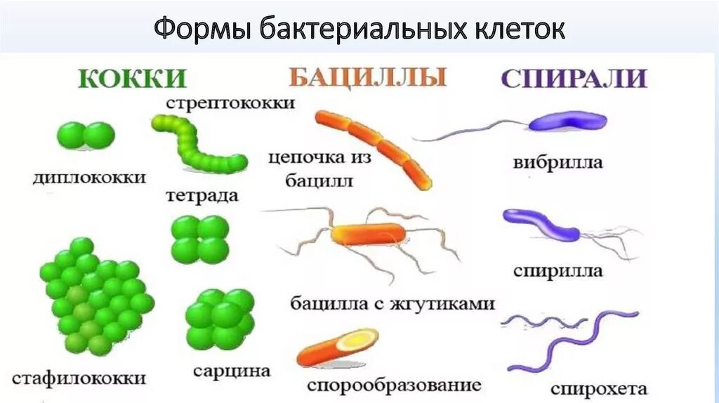 Формы бактериальных клеток спириллы. Форма клетки кокки. Бактерии кокки бациллы спириллы. Формы бактериальных клеток микробиология.