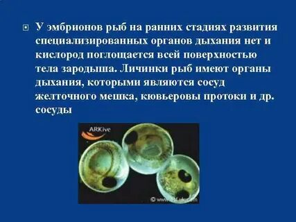 Орган дыхания зародыша
