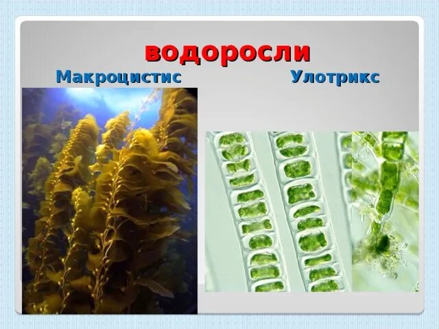 Улотрикс является водорослью. Зеленые водоросли улотрикс. красные водоросли улотрикс. ламинария и улотрикс. бурые водоросли улотрикс.