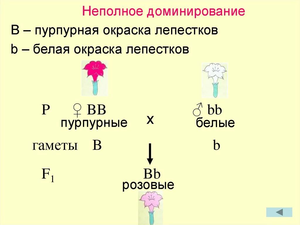 Неполное доминирование. Неполное доминирование примеры. Неполное доминирование это в биологии. Неполное доминирование генетика. Принцип неполного доминирования