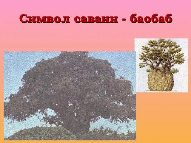 Для какой природной зоны характерно дерево баобаб. ,FJ ,F, доклад. Баобаб на гербе. Баобаб сообщение. Где растет баобаб на карте.