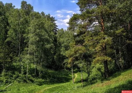 Песня по дороге леса леса леса