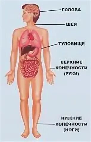 Структура человека место человека в живой природе