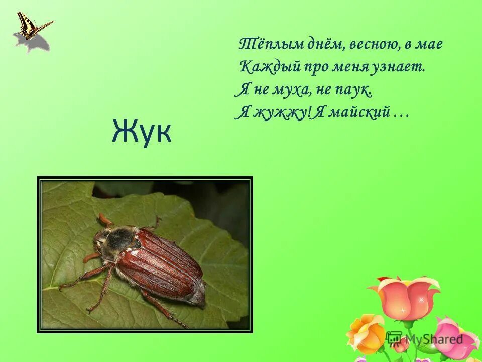 Загадка жук. Загадка про жука для детей 6-7 лет. Загадка черен да не ворон рогат да не бык. Загадки про жуков. Загадка жук.