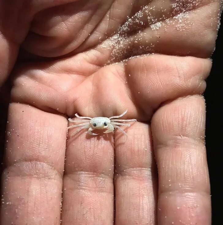Маленький краб. Самый маленький краб. Самое маленькое существо. Самый маленький краб в мире.