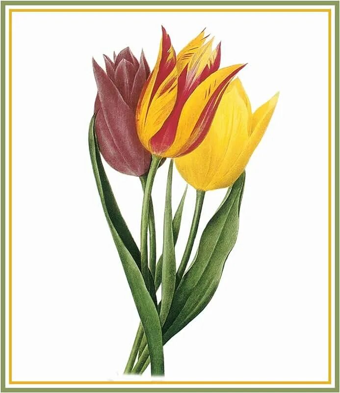 Пьер-Жозеф редуте тюльпаны. Редуте тюльпаны. Tulipa gesneriana. Tulipa gesneriana Botanical illustration. Тюльпан ботаника