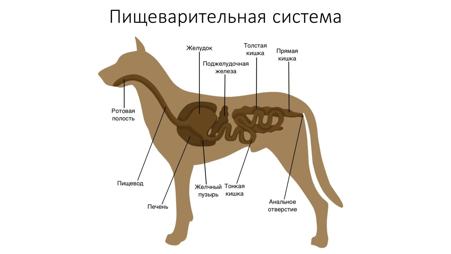 Где у собаки железы. Пищеварительная система млекопитающих схема. Строение пищеварительной системы млекопитающих. Пищеварительная система собаки. Особенности пищеварения млекопитающих.