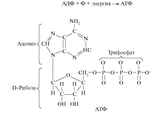 Атф структурная. АТФ И АДФ формулы. АТФ И ГТФ строение. АДФ формула биохимия. АТФ формула структурная.