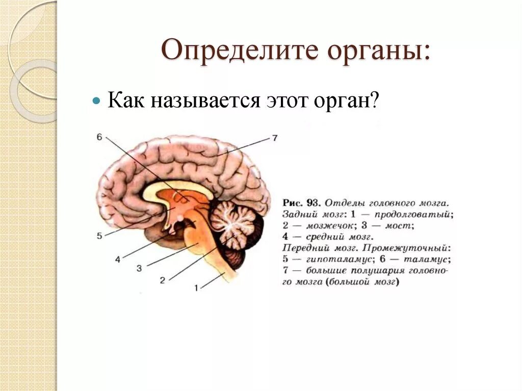 Укажите какой цифрой обозначена часть мозга млекопитающего. Отделы головного мозга млекопитающих схема. Отделы головного мозга млекопитающих и их функции. Строение отделов головного мозга млекопитающих. Функция промежуточного мозга у млекопитающих.