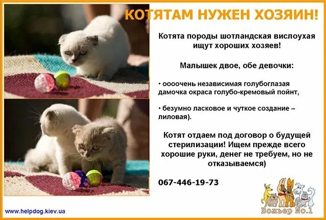 Что можно давать котятам в 1 месяц. Чем кормить вислоухих котят. чем кормить шотландского вислоухого котенка. корм для котенка вислоухого шотландского 1.5 месяца. каким кормом лучше кормить шотландского вислоухого котенка.