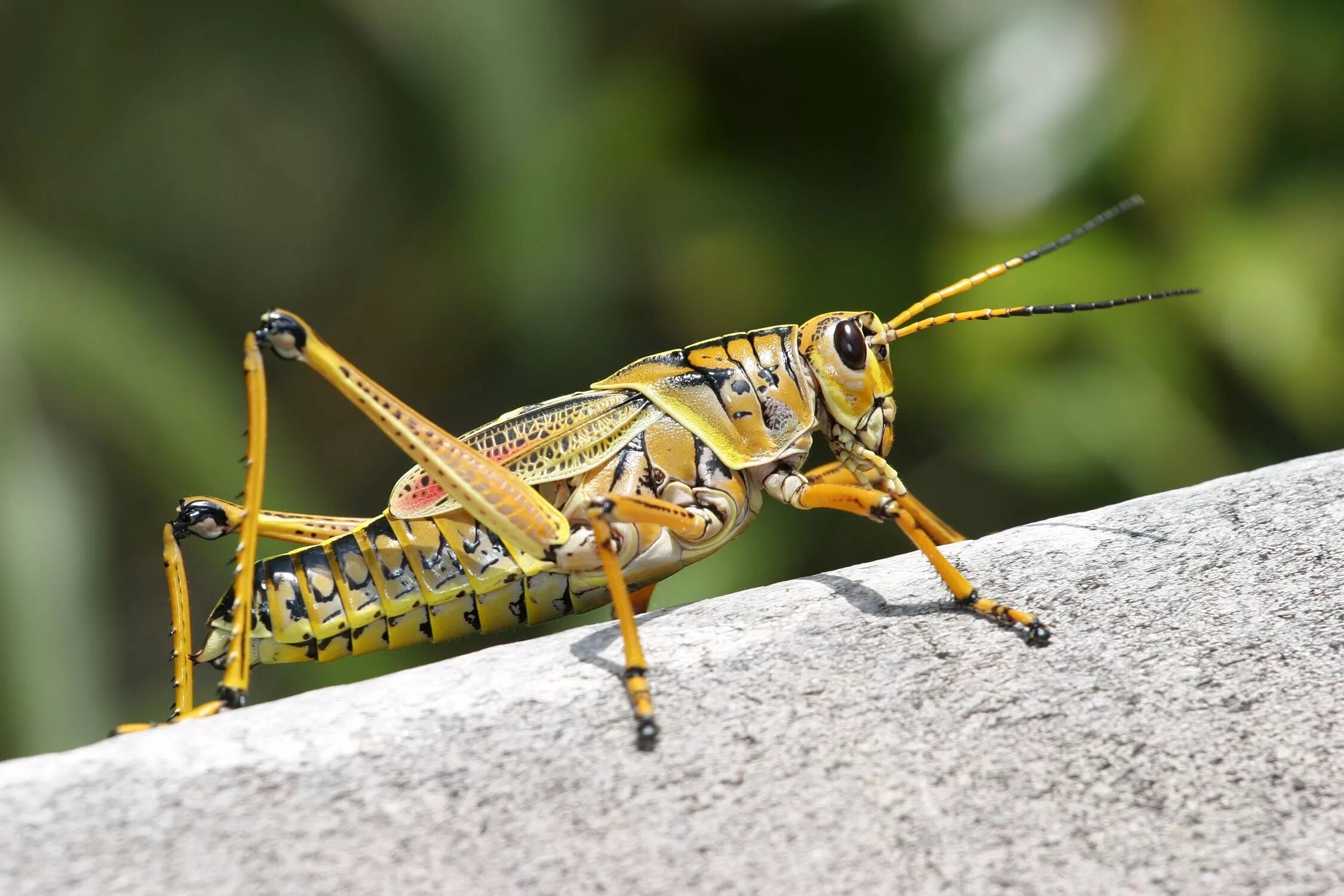 Кузнечик какие звуки издает 4. Grasshopper («кузнечик», 1946).. силикофер кузнечик. кузнечик уэта. насекомые кузнечик саранчи.