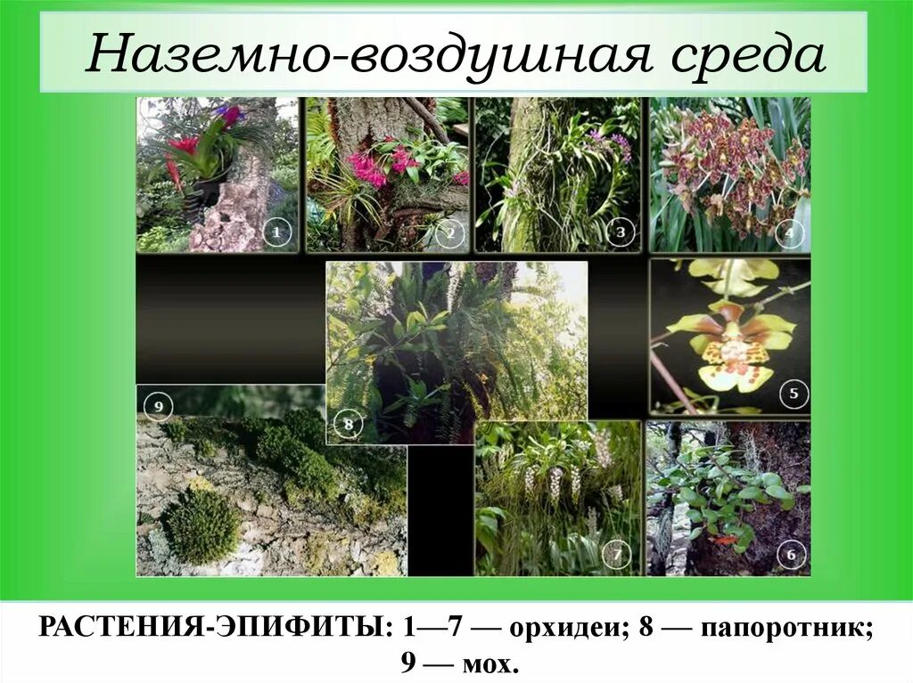 Эпифиты среда обитания. Растения наземно-воздушной среды. Растения воздушно наземной среды. Воздушная среда обитания растения.