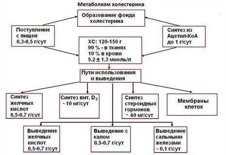 Какой допустимый холестерин