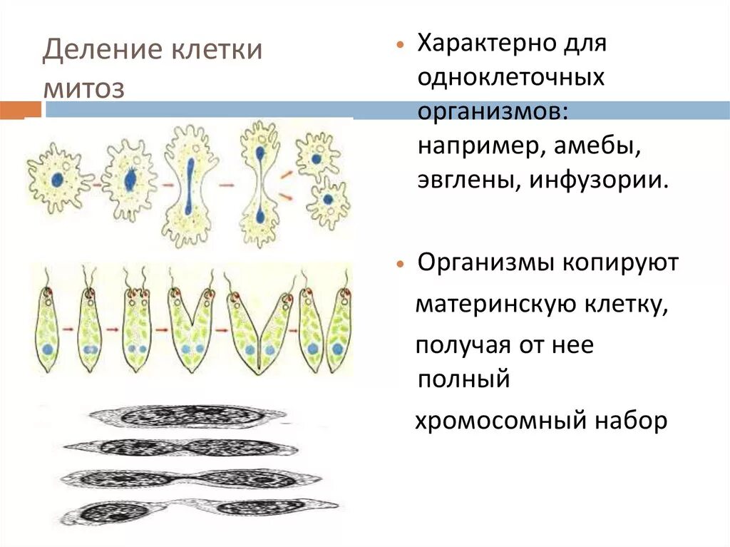 Отличия бесполого размножения