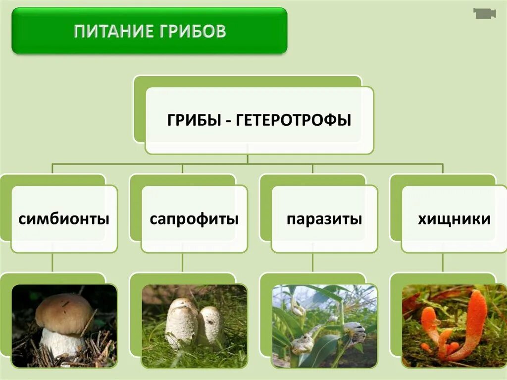 Грибы сапрофиты паразиты хищники симбионты. Грибы паразиты и сапрофиты. Грибы сапрофиты 5 класс биология. Грибы гетеротрофы 5 класс биология. Группы грибов 7 класс биология