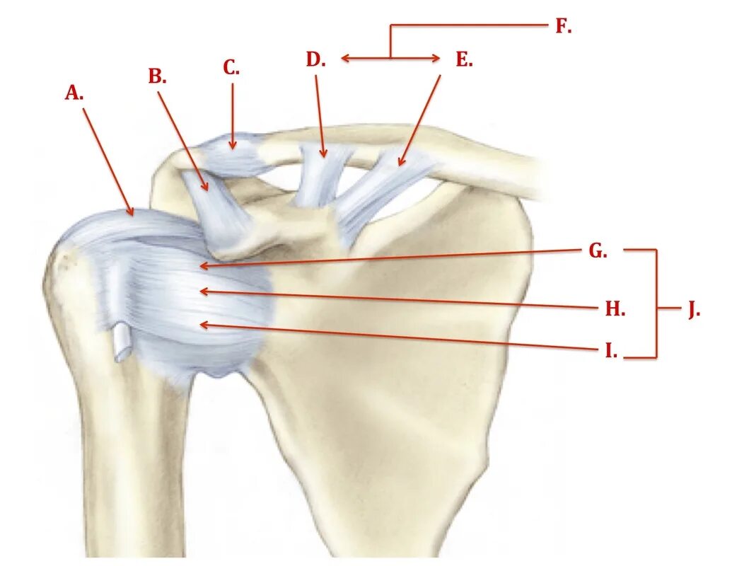 Плечевые связки. Акромиально-ключичный сустав анатомия. Плечевой сустав, articulatio Humeri:. Капсула акромиально-ключичного сустава. Плечелопаточный сустав анатомия.
