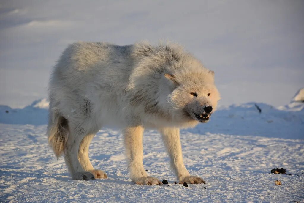 Arctic Wolf Desktop Nexus Arctic wolf, Snow wolf, Wolf photos