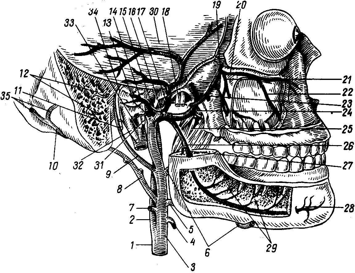 A maxillaris. Верхнечелюстная артерия схема. Верхнечелюстная артерия топографическая анатомия. Верхнечелюстная артерия привес. A. maxillaris – верхнечелюстная артерия.
