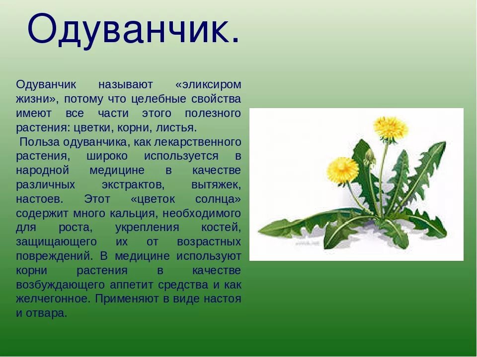 Одуванчик чем полезен для здоровья. Лекарственные свойства одуванчика. Свойства лекарственного растения одуванчик. Одуванчик полезное растение. Чем полезен одуванчик.