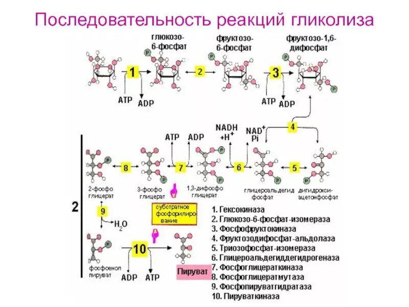 Протекание гликолиза кольцевые. Аэробный гликолиз схема процесса. Аэробный гликолиз биохимия схема. Схема реакции аэробного гликолиза Глюкозы. Анаэробный гликолиз формула.