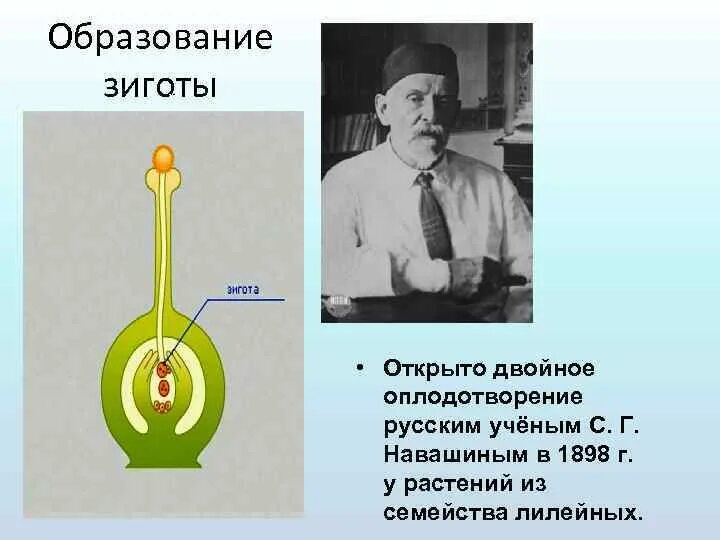 Двойное оплодотворение у растений открыл. Двойное оплодотворение у растений навашиш. Двойное оплодотворение у цветковых растений. Схема двойного оплодотворения у цветковых растений.