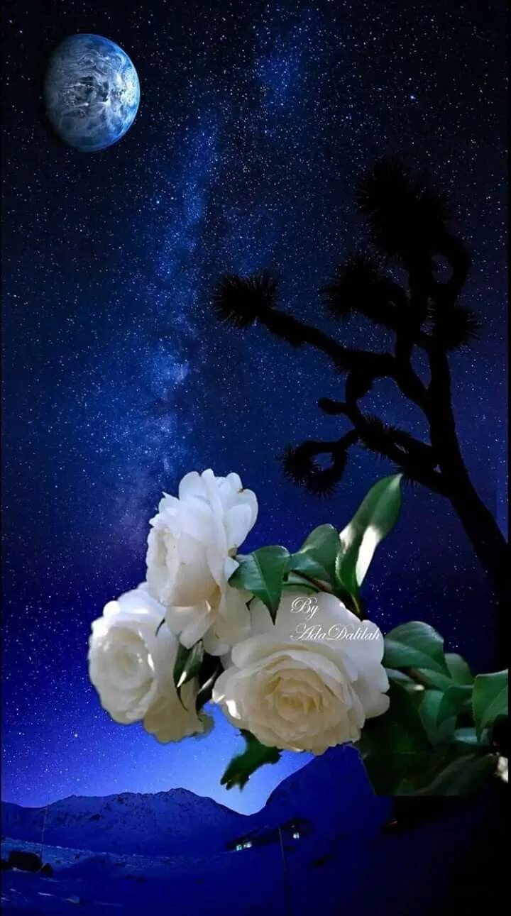 Спокойной ночи цветы. Ночной цветок. Цветы ночью. Красивые ночные цветы.