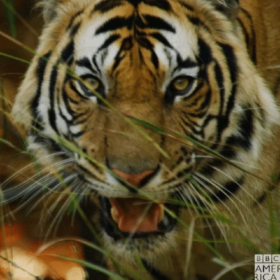 Sumatran tiger angry attack. Суматранский тигр взаимодействие с человеком. Суматранский тигр взаимодействие с человеком. Суматранский тигр взаимодействие с человеком. Могучий тигр.