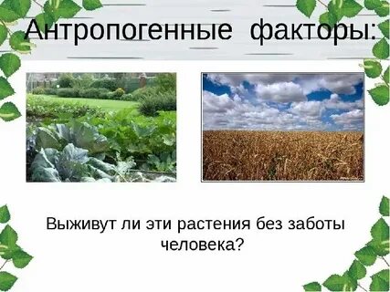Антропогенные воздействия растений