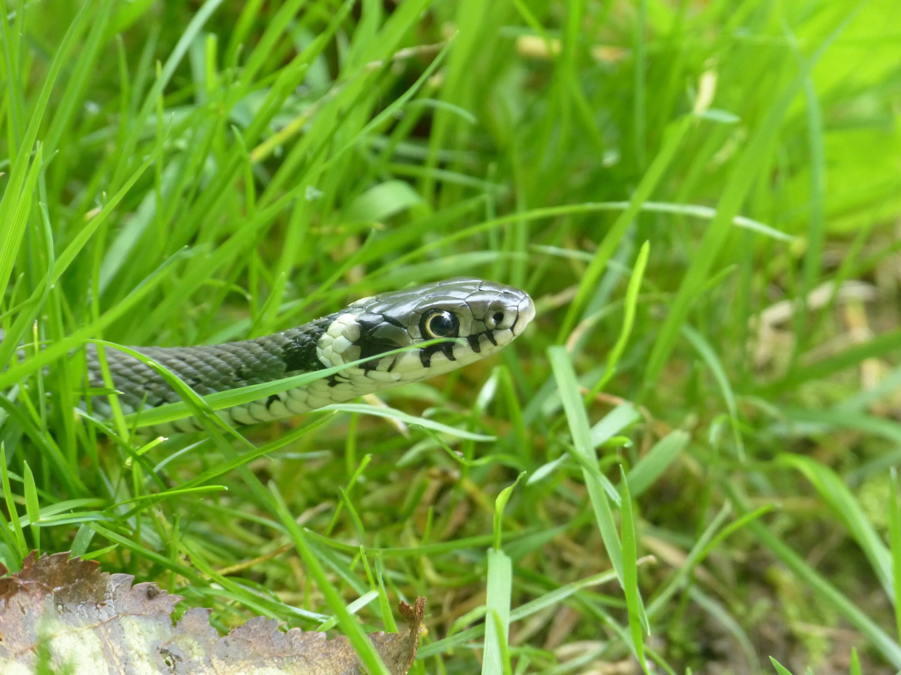 Grass snake. Обыкновенный уж. Травяная змея Natrix Natrix. Лесной полоз. Змея уж обыкновенный.