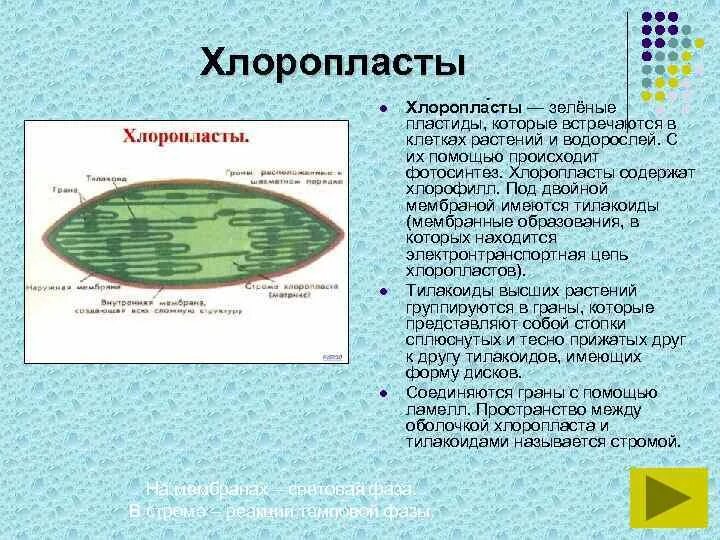 В каких клетках листа расположены хлоропласты. Хлоропласты функции. Особенности строения хлоропластов. Есть хлоропласты у корненожек.