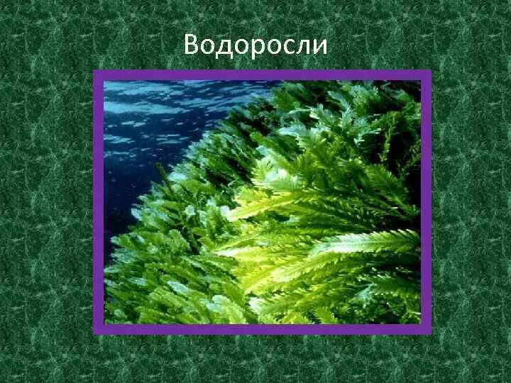 4 класса водорослей. Группы водорослей 3 класс. Группы водорослей 5 класс. Экологические группы водорослей. Водоросли презентация.