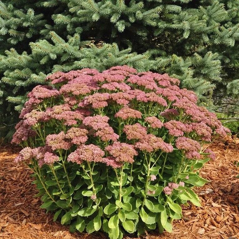 Очитки садовые. Очиток Видный (Sedum spectabile). Очиток Видный 'Brilliant'. Очиток Видный (Sedum spectabile `Brilliant`). Очиток Видный 'Herbstfreude'.