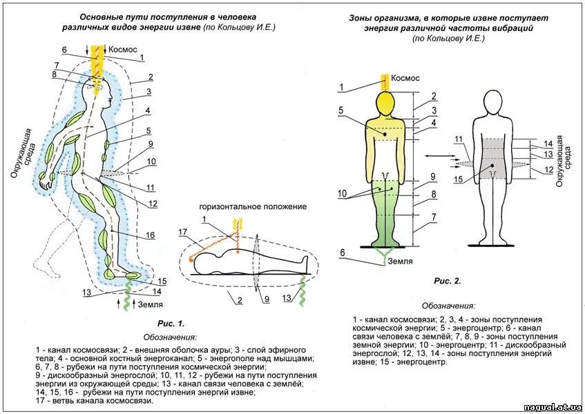 Нисходящий человек. Энергетические потоки человека схема. Энергетика человека. Человек в потоке энергии. Энергетические каналы тела человека.