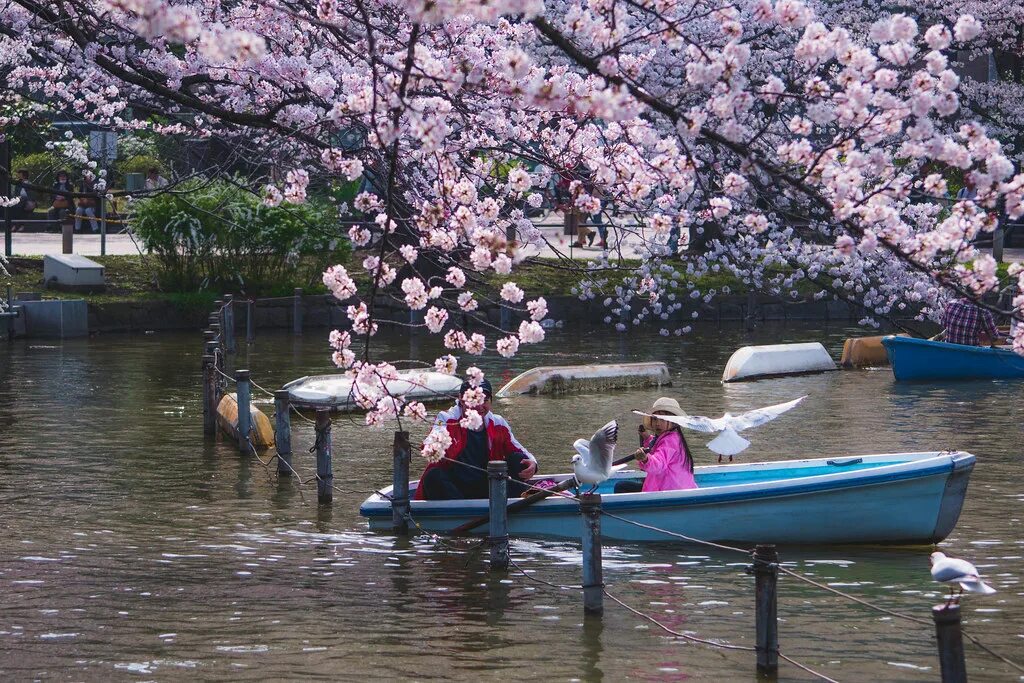 Уено. Ханами в Токио – парк Уэно. Уено Коэн. Цветение Сакуры Уэно. Сакура Токио лодочки.