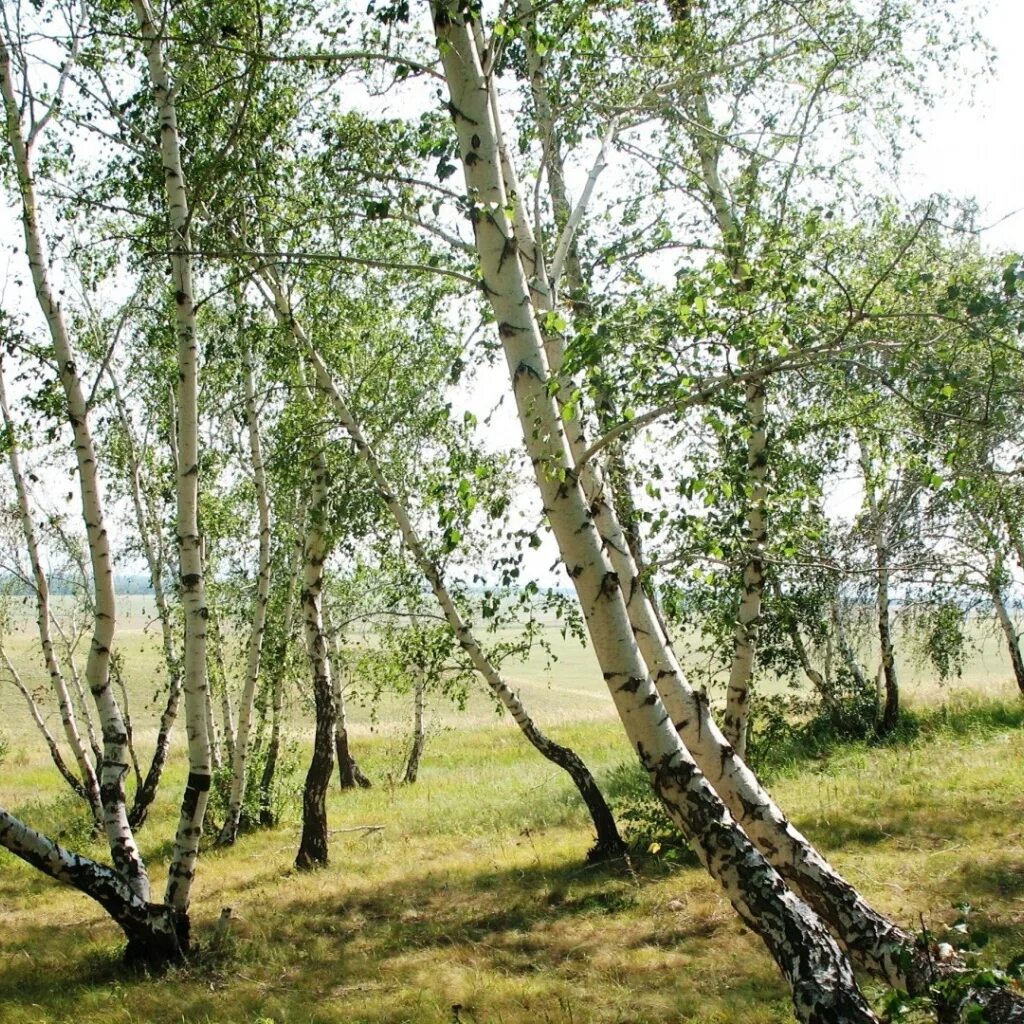 Тоненькие березки. Береза. Береза весной. Красивая береза. Природа березы.