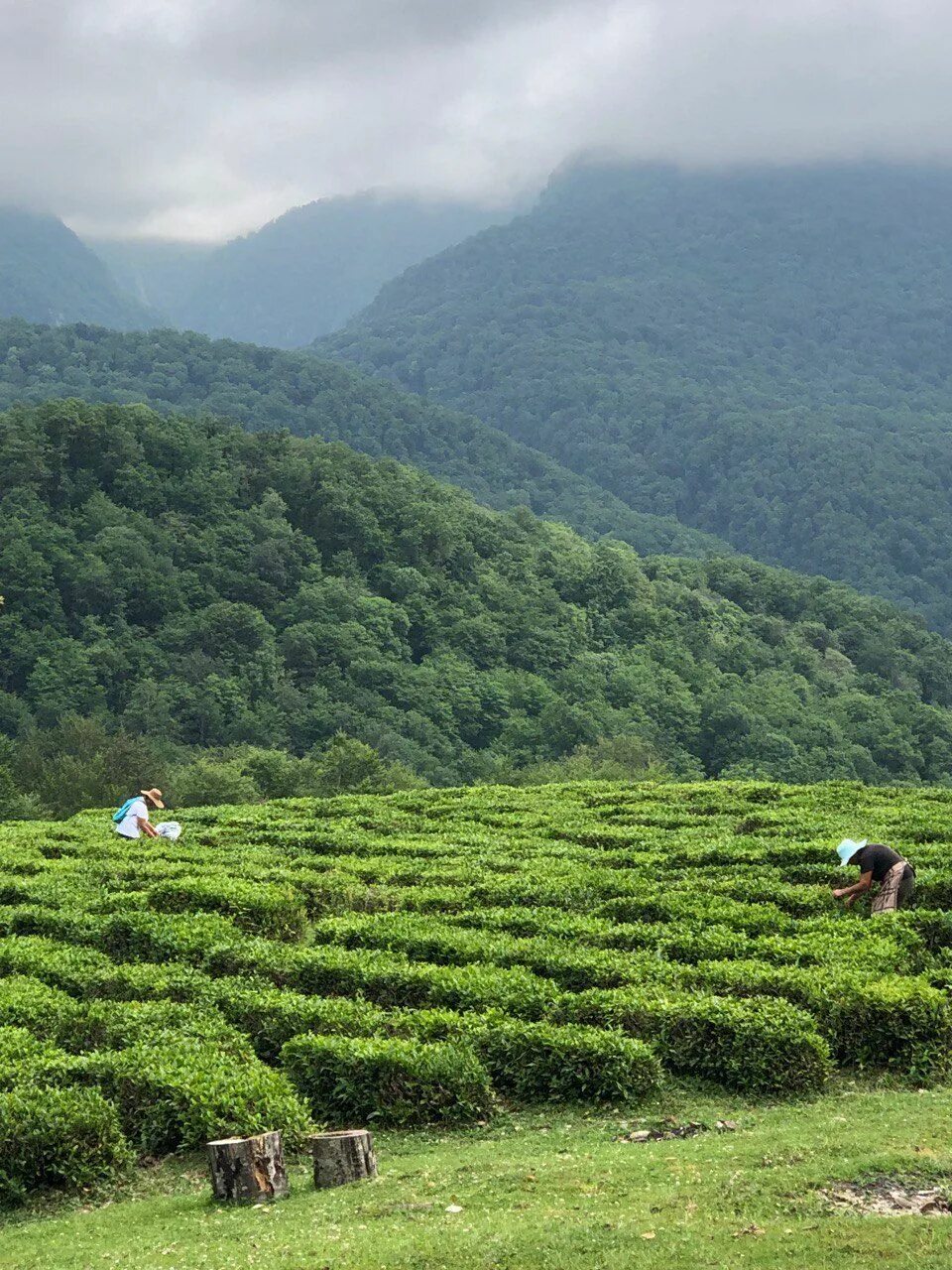 В россии растет чай. Мацестинская чайная плантация Сочи. Мацеста чайные плантации. Мацеста чай плантации. Чайные плантации Дагомыс.