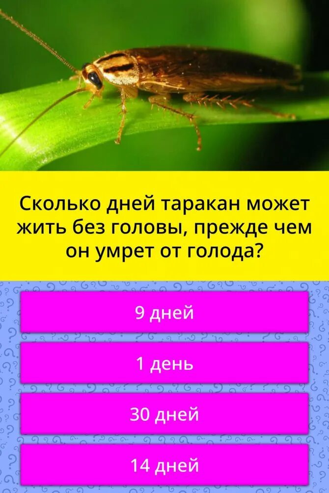 Сколько живут без головы. Продолжительность жизни таракана. Таракан может прожить без головы. Продолжительность жизни таракана домашнего. Срок жизни таракана домашнего.