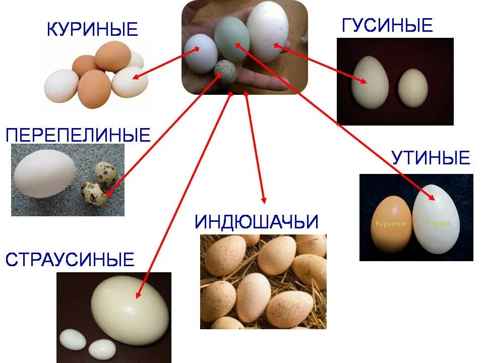 Как сохранить яйца долго. Хранение куриных яиц. Срок хранения куриных яиц. Ассортимент яиц. Сроки яиц куриных.