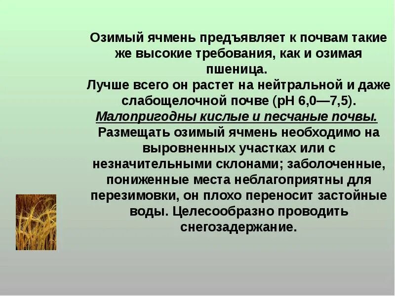 Ячмень яровой зернофуражный. Ячмень требования к влаге. Ячмень требования к теплу. Требования ячменя к влаге. Технология возделывания яровой пшеницы презентация.