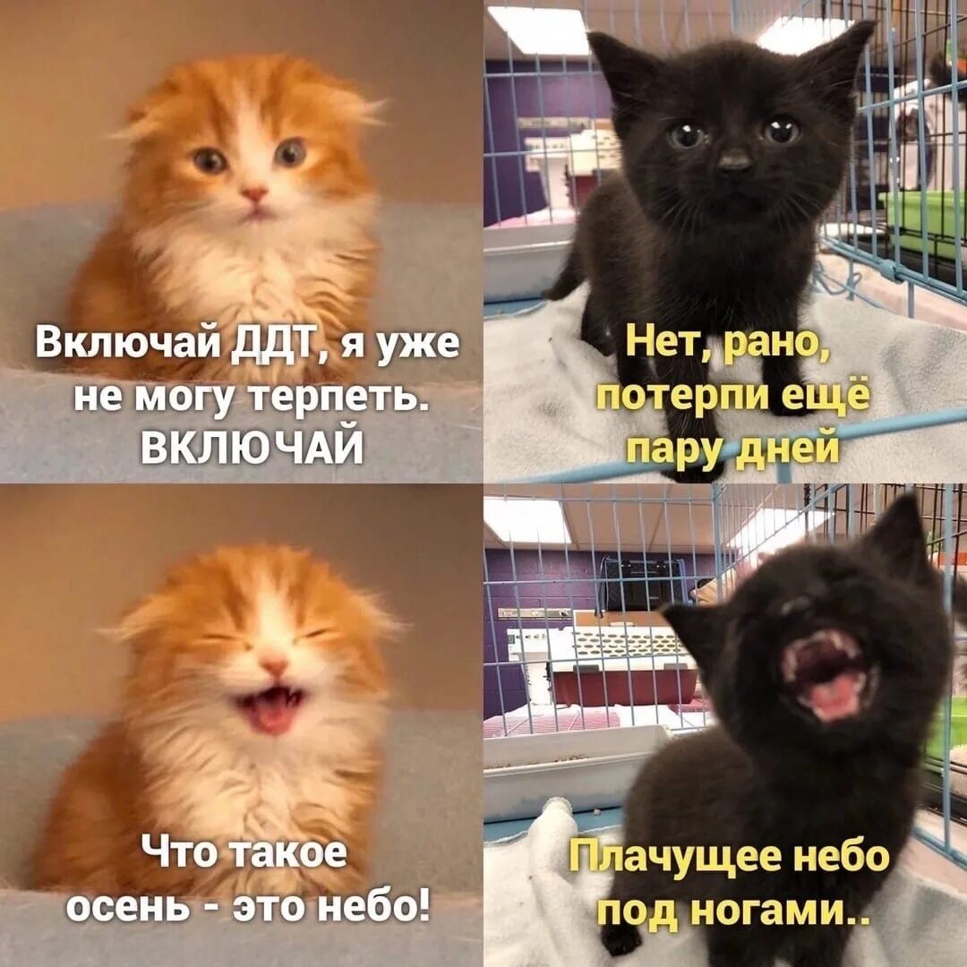 Включи мемы 2. Коты мемы. Кот Мем. Мем включай с котом. Я уже не могу терпеть.